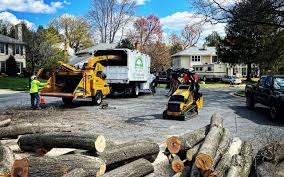 How Our Tree Care Process Works  in  Cecil Bishop, PA