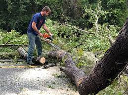 Best Lot and Land Clearing  in Cecil Bishop, PA