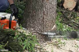 Lawn Pest Prevention in Cecil Bishop, PA