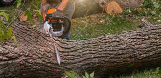 Best Root Management and Removal  in Cecil Bishop, PA