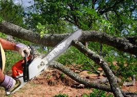 Best Lawn Pest Prevention  in Cecil Bishop, PA