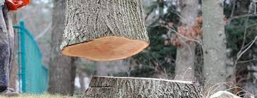 Best Tree Mulching  in Cecil Bishop, PA