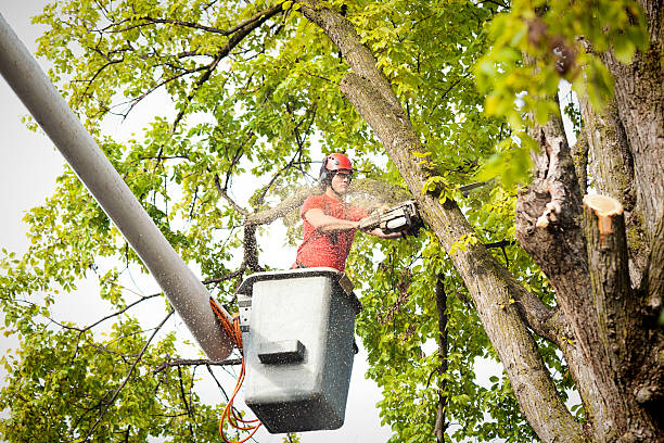 Best Tree Maintenance Programs  in Cecil Bishop, PA