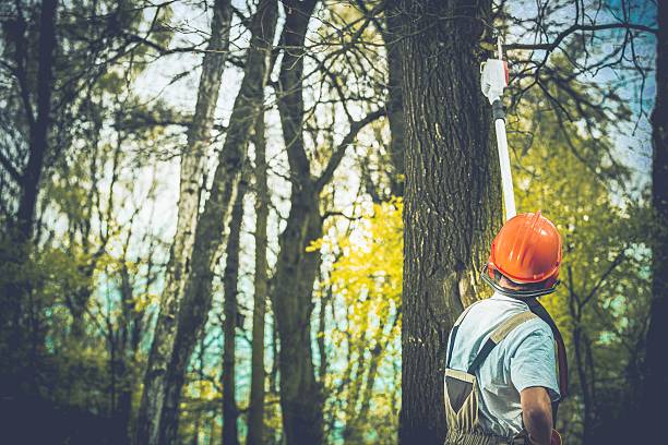 Best Leaf Removal  in Cecil Bishop, PA