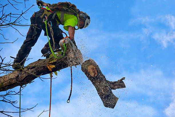 Best Tree Trimming and Pruning  in Cecil Bishop, PA